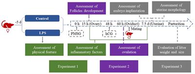 Mild infection induced by low-dose LPS does not impair follicular development and is beneficial to pregnancy in mice